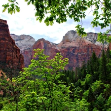 trees, viewes, canyon, forest, Mountains