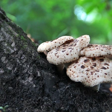 trees, viewes, an, trunk, mushroom