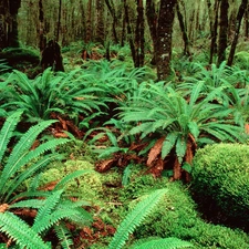 viewes, Bush, green ones, trees, New Zeland