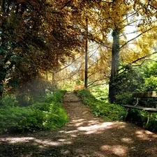 trees, viewes, Path, Bench, Park