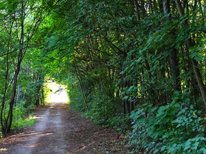 trees, viewes, cycling, forest, Path