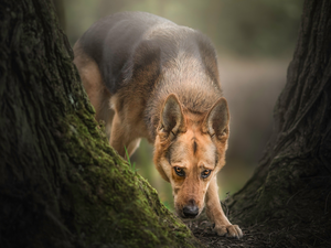dog, trees, viewes, German Shepherd