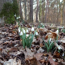 trees, viewes, Leaf, forest, snowdrops