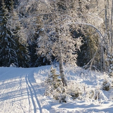 Way, winter, trees, viewes, Snowy, forest