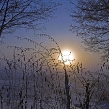 trees, viewes, sun, winter, west