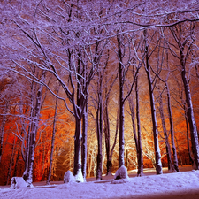 trees, viewes, Park, Snowy, winter