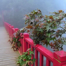 trees, viewes, bridge, Fog, wooden