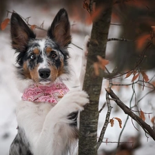dog, trees, winter, Border Collie