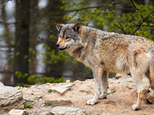 Wolf, viewes, forest, trees