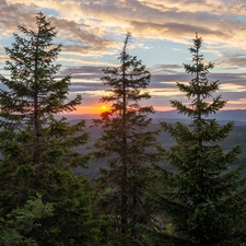 trees, viewes, clouds, Spruces, Great Sunsets, woods, Mountains, rocks