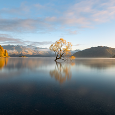 autumn, New Zeland, trees, Mountains, Wanaka Lake