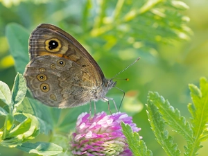 butterfly, trefoil, Leaf, Colourfull Flowers
