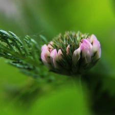 Colourfull Flowers, pinky white, trefoil