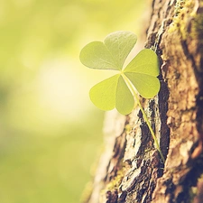 trees, three Leaf, trefoil