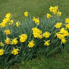 Trumpet Daffodils