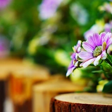 purple, daisies