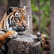 tiger, trunk
