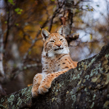 trunk, Lynx, trees