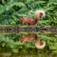Moss, nut, water, trunk, squirrel, Flowers, reflection