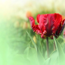 tulip, Red, frayed