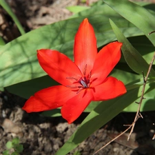 Red, tulip