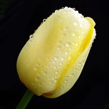tulip, Yellow, wet