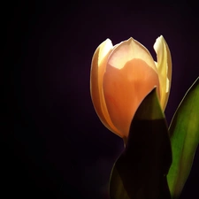 tulip