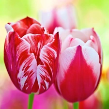 Tulips