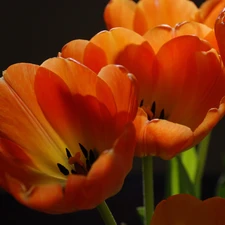 Tulips