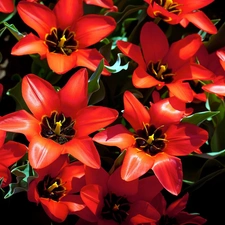 Tulips, Red, bloom