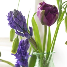 Blue, purple, Tulips, Muscari