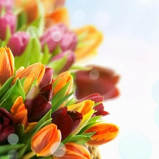 Tulips, Flowers, bouquet
