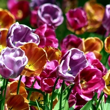 Tulips, Flowers, color