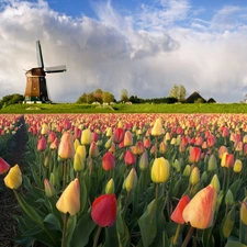 Tulips, Windmill, color