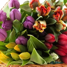 tulips, bouquet, Colorful