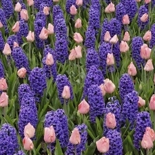 tulips, Field, hyacinths