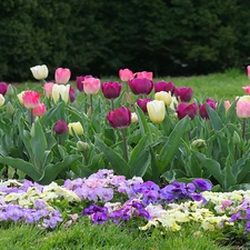 Tulips, Garden, pansies