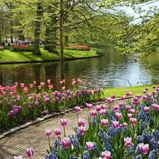 trees, Park, Tulips, Path, viewes, River