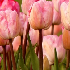 Pink, Tulips