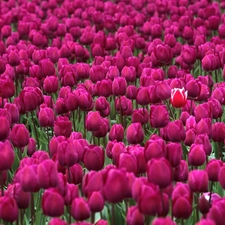 purple, Tulips