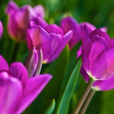 purple, Tulips