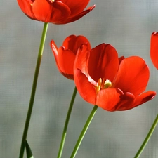 Red, Tulips