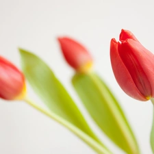 Red, Tulips