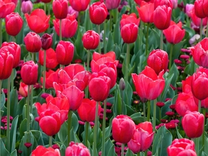 Red, Tulips