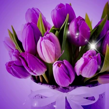 tulips, bouquet, violet