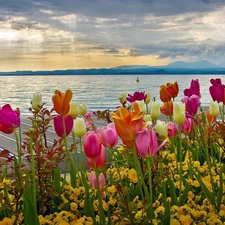 west, lake, Tulips, sun