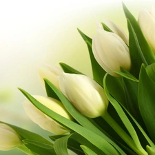 tulips, bouquet, white