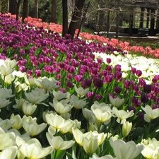 White, Red, Tulips, Pink