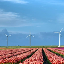 Tulips, Netherlands, Windmills