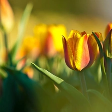 Yellow, Tulips